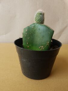 Mini Cactus Isolated In Black Pot On Brown Background Stock Photos