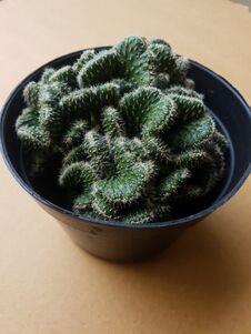 Mini Cactus Isolated In Black Pot On Brown Background Stock Photos