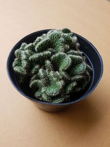 Mini Cactus Isolated In Black Pot On Brown Background Royalty Free Stock Image