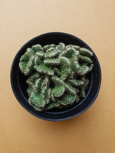 Mini Cactus Isolated In Black Pot On Brown Background Royalty Free Stock Images