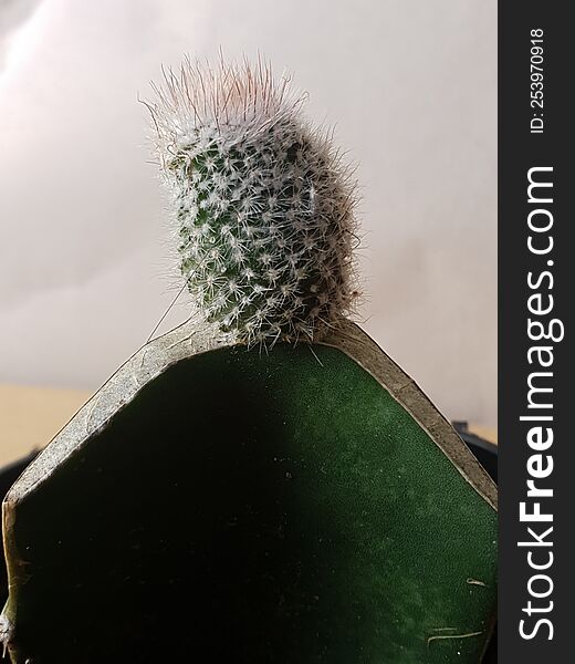 Mini cactus isolated in black pot on brown background