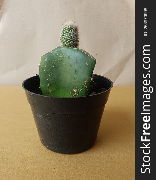 Mini cactus plants in pots are suitable for ornamental plants in the yard. Mini cactus plants in pots are suitable for ornamental plants in the yard