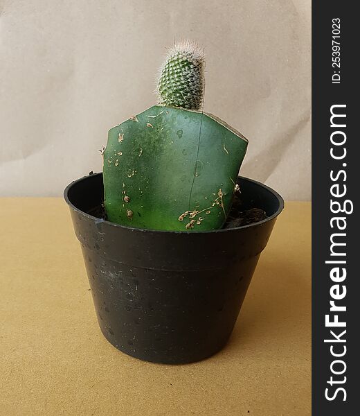 Mini cactus isolated in black pot on brown background