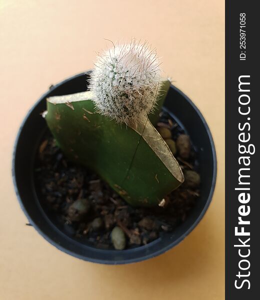 Mini Cactus Isolated In Black Pot On Brown Background