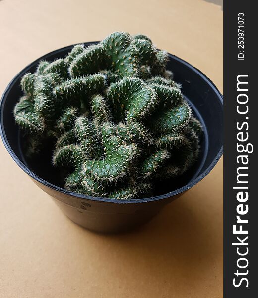 Mini cactus isolated in black pot on brown background