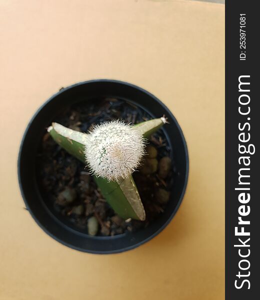 Mini cactus isolated in black pot on brown background