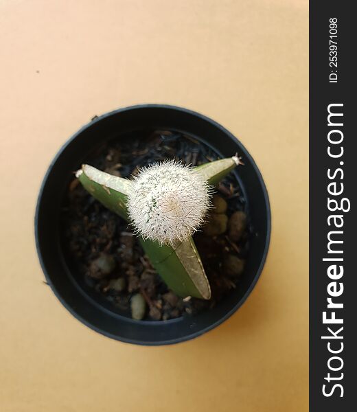 Mini cactus isolated in black pot on brown background