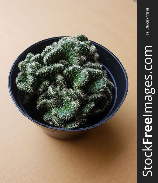 Mini cactus isolated in black pot on brown background