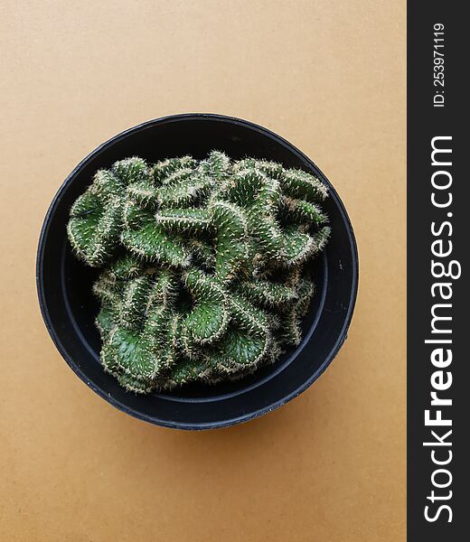 Mini cactus isolated in black pot on brown background