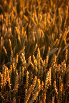 Golden Wheat Field Stock Photo Golden Wheat Field Stock Photo
