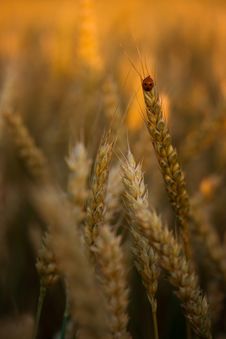 Golden Wheat Field Stock Photo Golden Wheat Field Stock Photo