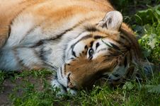 Beautiful Tiger Stock Photos