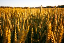 Golden Wheat Field Stock Photography