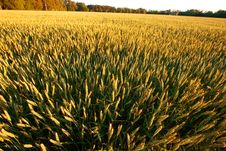 Golden Wheat Field Royalty Free Stock Image Golden Wheat Field Royalty Free Stock Image