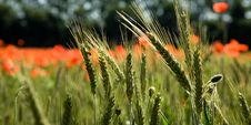 Red Poppie And Corn Stock Photography Red Poppie And Corn Stock Photography