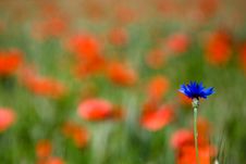 Red Poppies And Cornflower Stock Photos Red Poppies And Cornflower Stock Photos