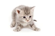 Gray Kitten Ready To Pounce Stock Image