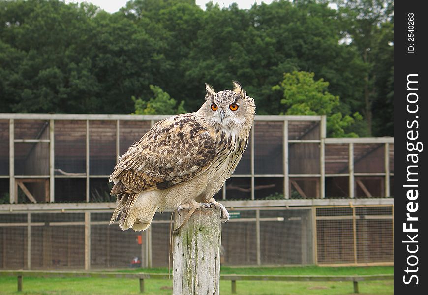 A captive bred eagle owl resting after flight