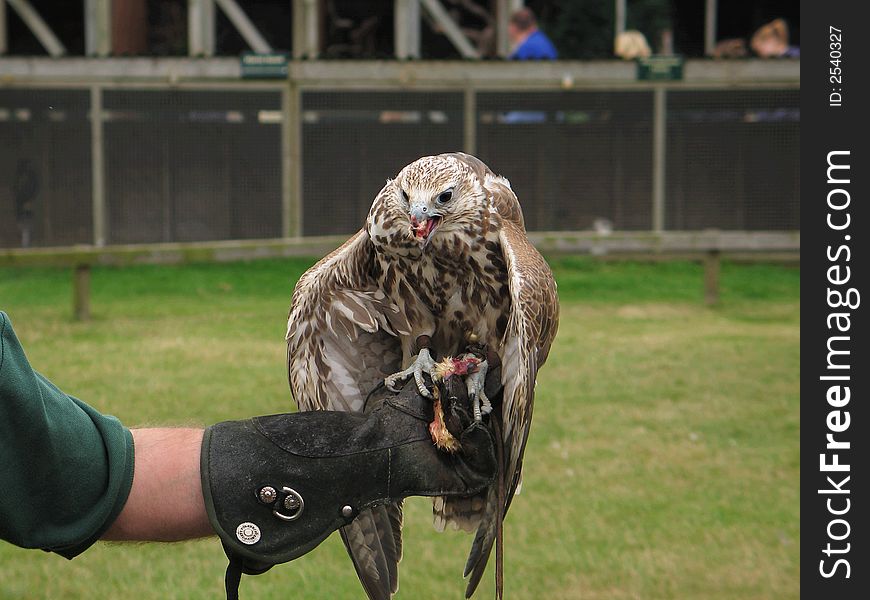 A captive bred saker falcon feeding after display