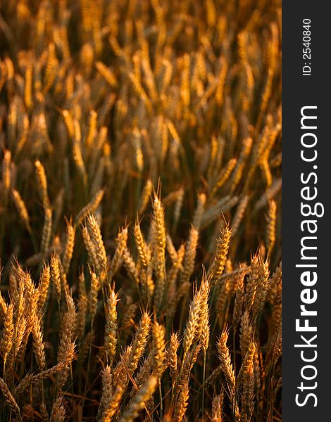 Field of fresh golden wheat grain on a pleasant afternoon with clear sky. Field of fresh golden wheat grain on a pleasant afternoon with clear sky