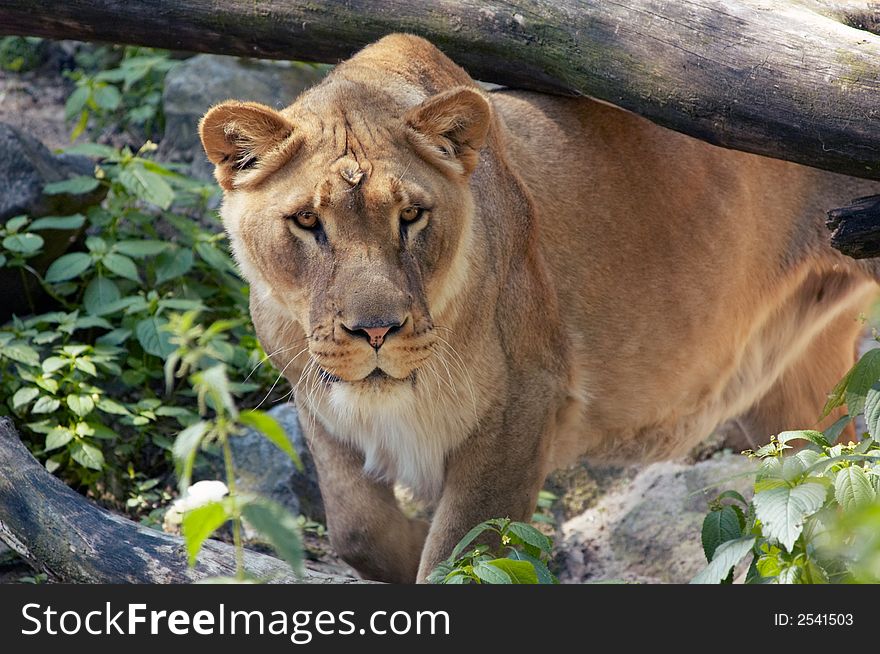 Female lion walking under a tree