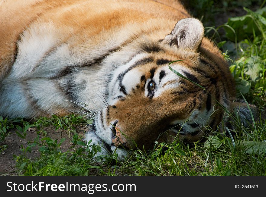 Beautiful tiger relaxing on grass