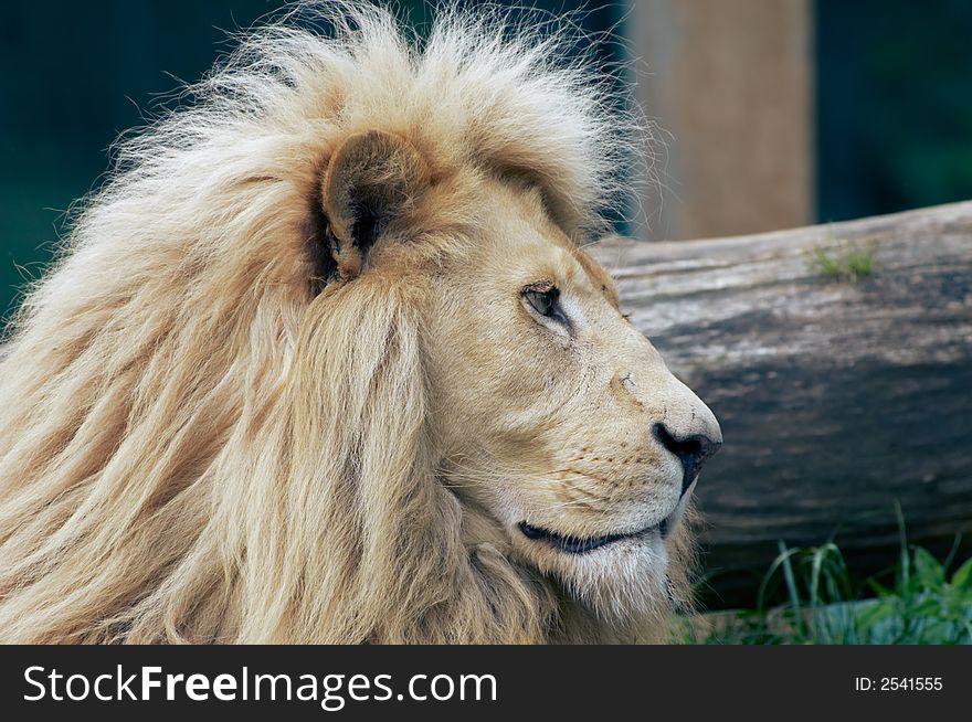 Beautiful male african white lion. Beautiful male african white lion