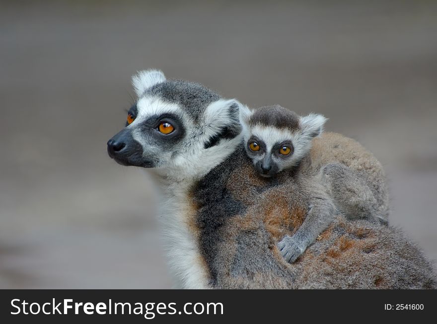 Baby ring-tailed lemur on mothers back