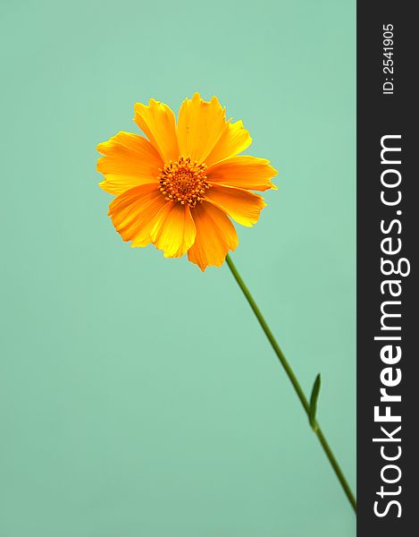 One orange yellow bright daisy over a green background. One orange yellow bright daisy over a green background.