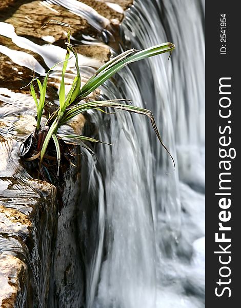 A plant clinging to life on the edge of a small waterfall. A plant clinging to life on the edge of a small waterfall