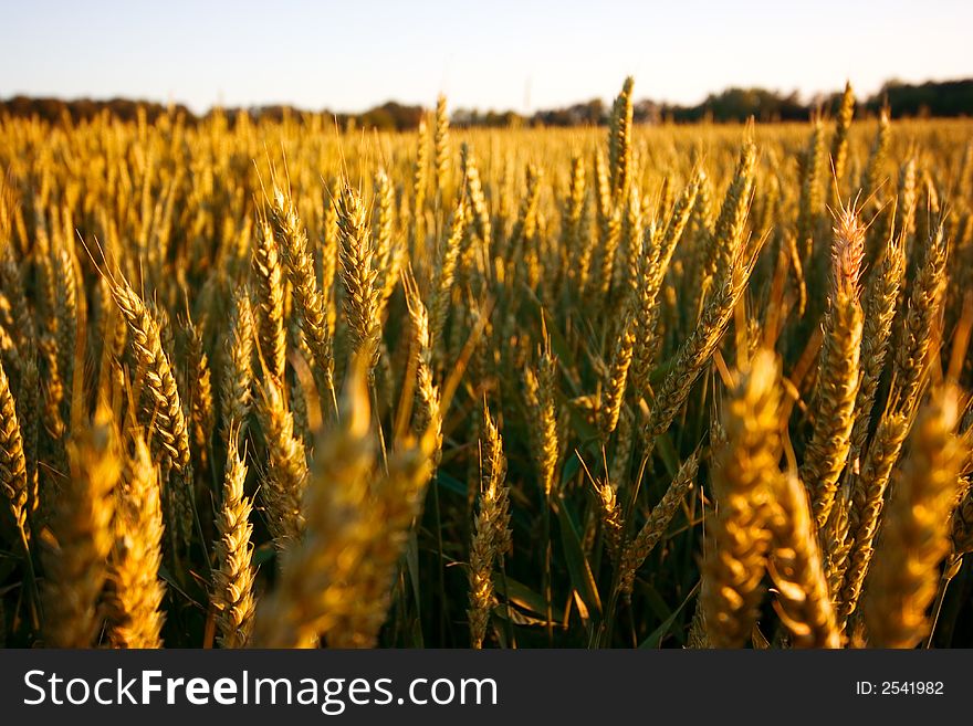 Field of fresh golden wheat grain on a pleasant afternoon with clear sky. Field of fresh golden wheat grain on a pleasant afternoon with clear sky