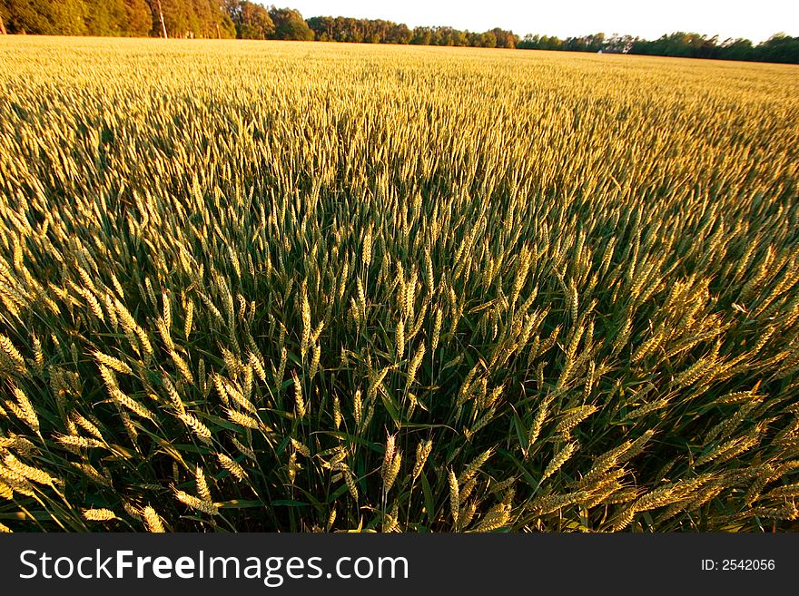 Golden wheat field