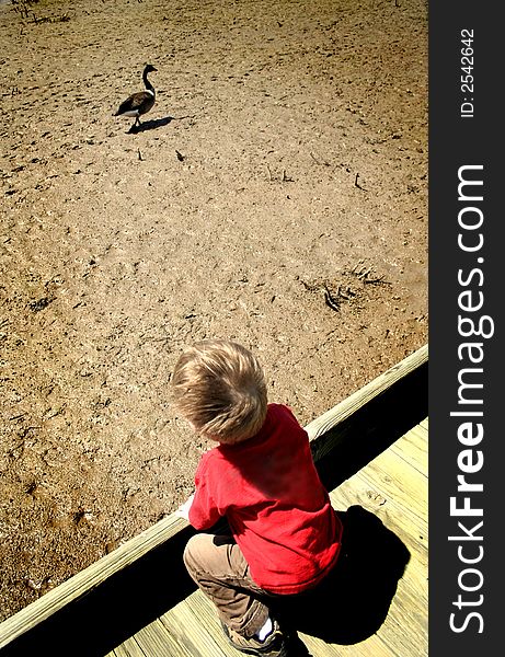 Young boy watching Canada goose at a wetlands park