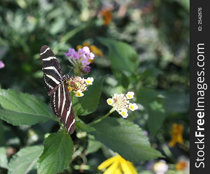 Zebra Longwing butterfly sitting on a flower. ( Heliconius Charitonius). Zebra Longwing butterfly sitting on a flower. ( Heliconius Charitonius)