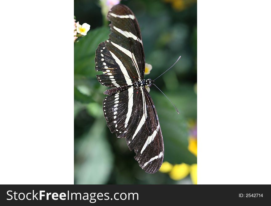 Zebra Longwing butterfly sitting on a leaf. ( Heliconius Charitonius)