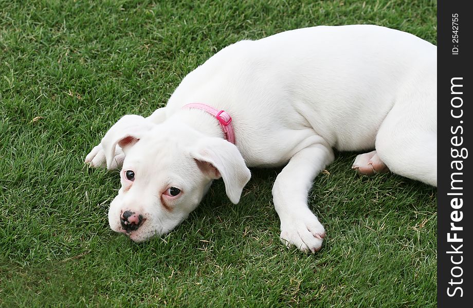 Puppy On Grass