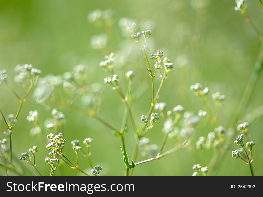 Field flowers of  plant on  green background, summer