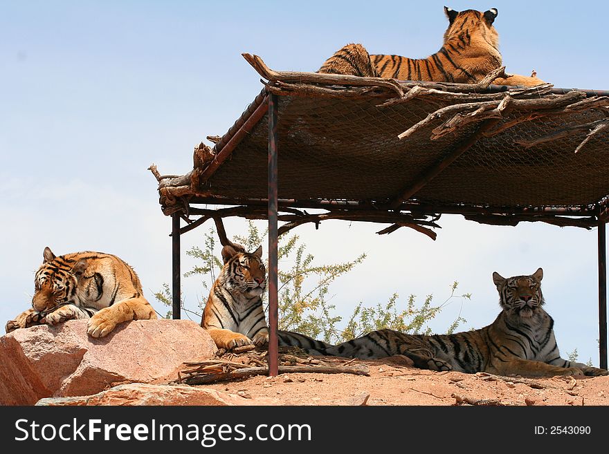 Four large tigers laying down under and on a canapy. Four large tigers laying down under and on a canapy