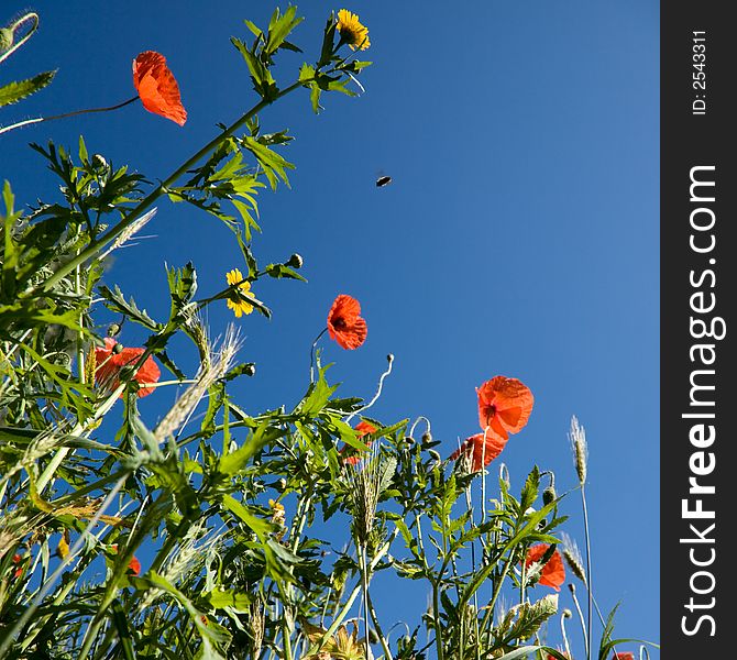 Field with red poppies a bee and grass  against a blue sky. Field with red poppies a bee and grass  against a blue sky