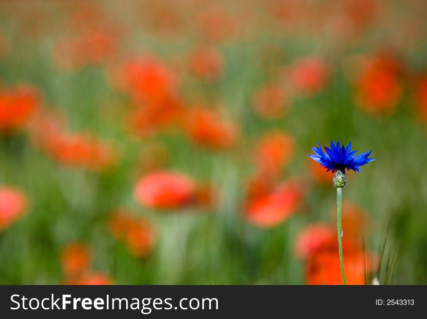 Red Poppies And Cornflower