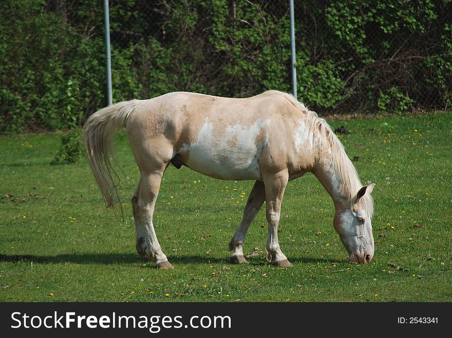 Horse on a green field eating grass. Horse on a green field eating grass