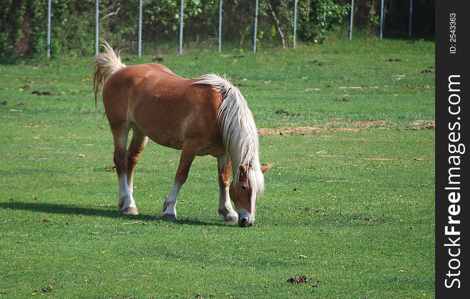 Horse on a green field eating grass. Horse on a green field eating grass