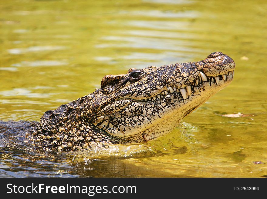 Profile of a cuban crocodile. The Cuban crocodile has the smallest range of any crocodile. It can be found only in Cuba in the Zapata Swamp in the northwest and in the Lanier Swamp on Isla de Juventud. The historical range also included the Cayman and Bahama islands. Cuban crocodiles prefer freshwater marshes or swamps similar to those of the Everglades. They rarely swim in saltwater. The Cuban c