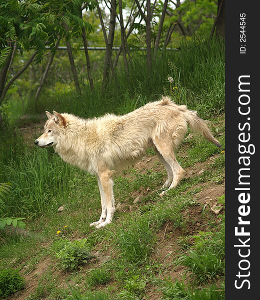 An arctic wolf standing on a slope