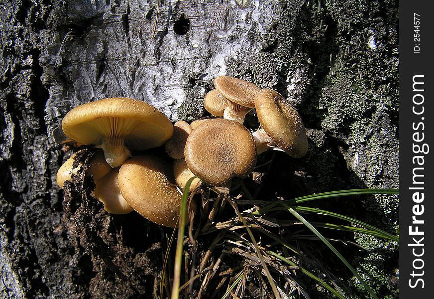 Mushrooms on a thumb with grass