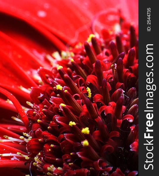 Close-up shot of Red Flower