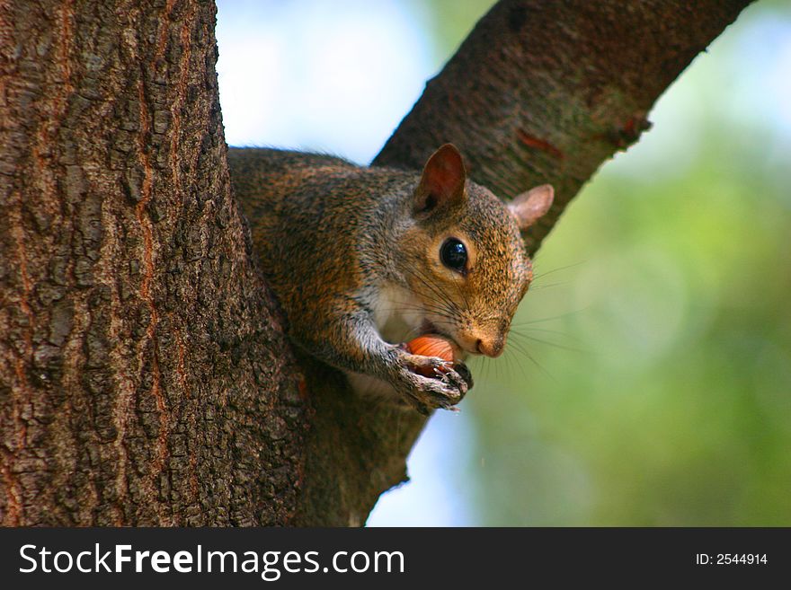A squirrel resting in a tree with a nut. A squirrel resting in a tree with a nut.