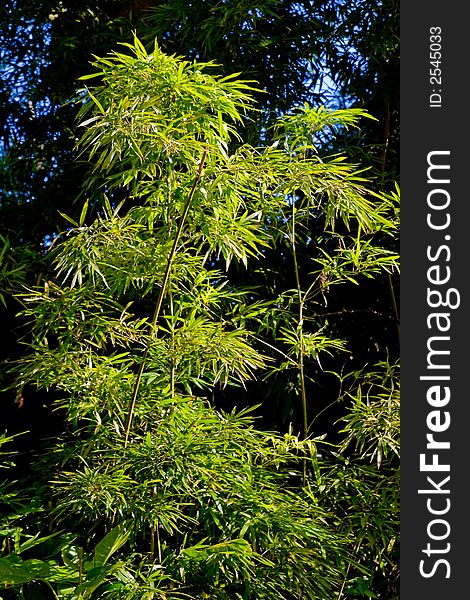 Single green bamboo tree isolated in a forest. Single green bamboo tree isolated in a forest