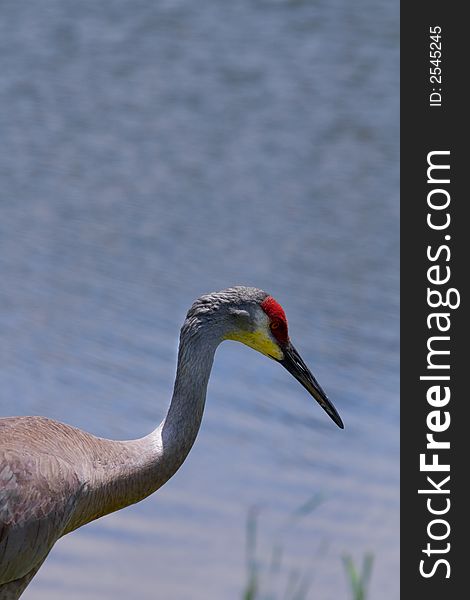 Closeup of the neck and head of a sandhill crane against a water background. Closeup of the neck and head of a sandhill crane against a water background