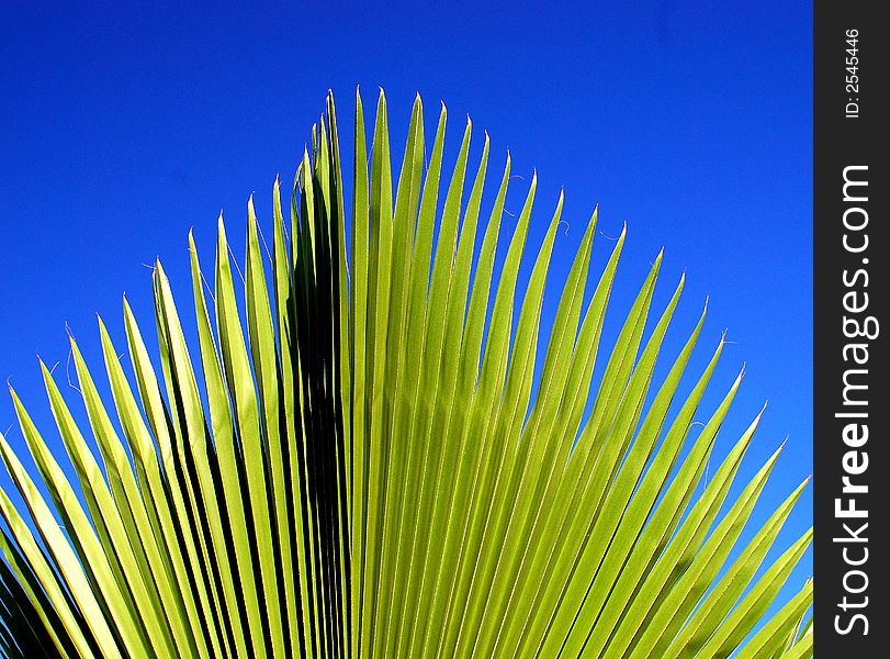 Beautiful greenleaf on the blue sky background. Beautiful greenleaf on the blue sky background
